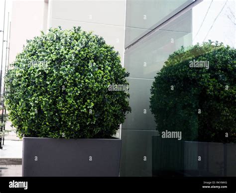 Big Evergreen Tree Buxus Sempervirens Common Box European Box Or