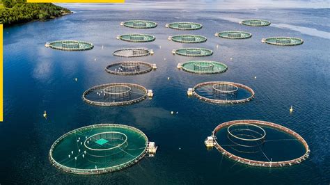 The Future Of Aquaculture New Fish Farming Technologies Techstore