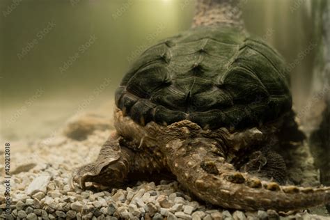 Alligator Snapping Turtle Tail And Paws Of The Snapping Turtle