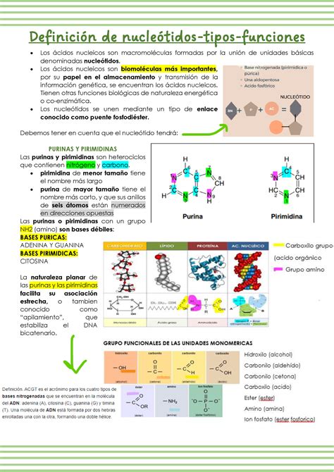 Nucleotidos ExposicióN DefiniciÛn de nucleÛtidos tipos funciones