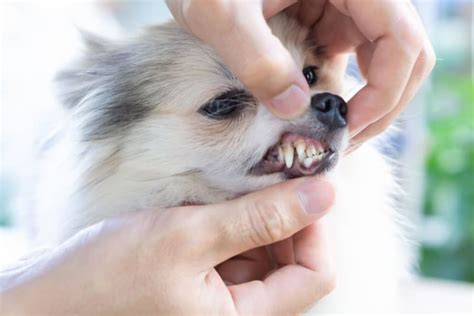 What To Expect From Your Dogs Tooth Extraction Our Vets In Mahopac