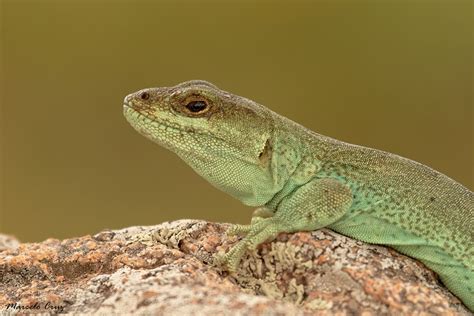 Lagarto De Cobre Pristidactylus Achalensis Ecoregistros