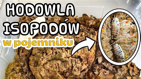 Jak zrobić terrarium dla isopodów RÓWNONOGI HODOWLA YouTube