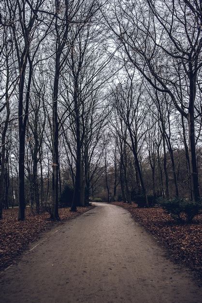 Camino En Medio De Rboles Desnudos En El Bosque Durante El Oto O