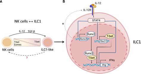 Frontiers Transcriptional Control Of Ilc Identity