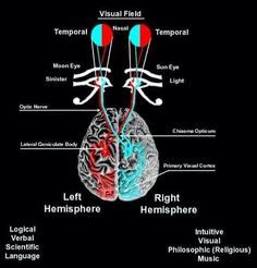 25 ideas de Toroide humano espiritualidad chakras energía espiritual