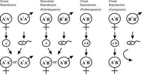 Basic Reproductive Modes Found In Vertebrates In Sexual Reproduction