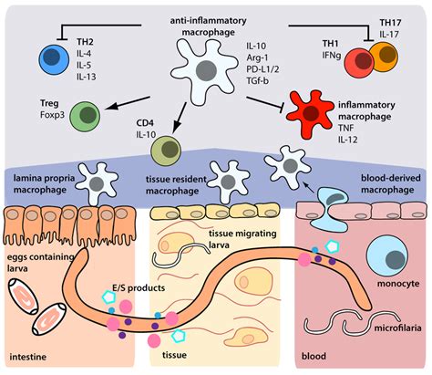 Anti Inflammatory Macrophages Derived From The Intestine Tissue Or Download Scientific