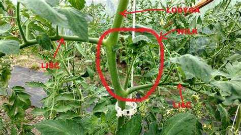 USUWANIE WILKÓW I LIŚCI W POMIDORACH Plants Flowers Vegetables