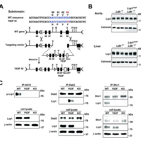 Generation And Characterization Of Lrp1 Y63f Knock In Mouse Model A