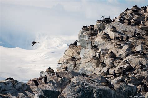 Shag Colony | Will Burrard-Lucas