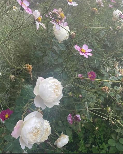 Clare Elisabeth On Instagram Late Blooming Desdemona Rose And Cosmos