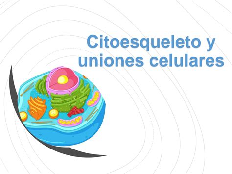 SOLUTION 3 Citoesqueleto Y Uniones Celulares Studypool