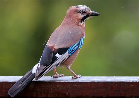 Vlaamse Gaai Garrulus Glandarius Beschrijving Geluid En Afbeelding