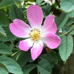 Red Leaf Glaucous Rose Hedging Plants For Sale Ashridge