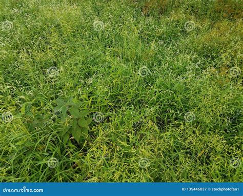 Green Grasses And Plants And Weeds In Wetland Stock Image Image Of