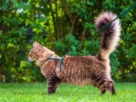 Is Walking Your Cat on a Leash a Bad Idea?