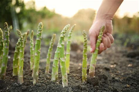 Spargel säen Von der Vorbereitung bis zur Aussaat