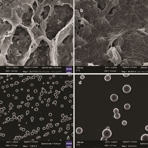 A And B FE SEM Images Of The Xerogels Of Peptide 1 From Hexane EtOAc