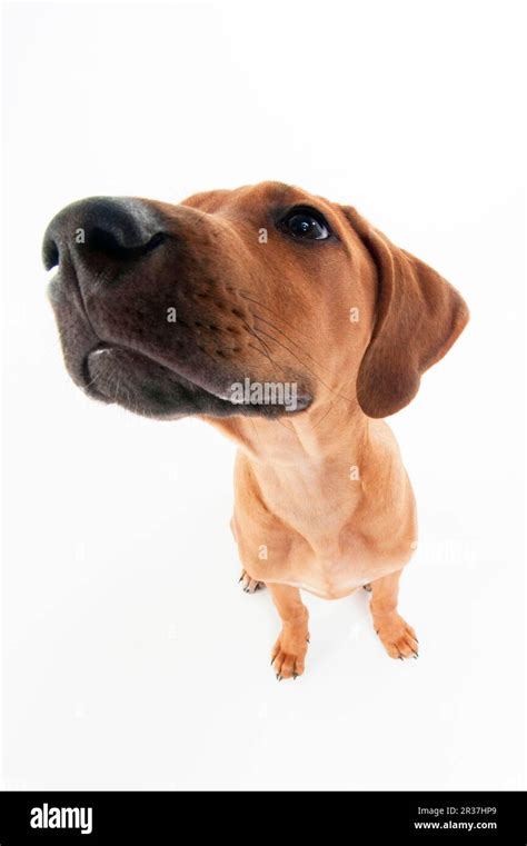 Rhodesian Ridgeback, male, puppy, 12 weeks, fisheye lens Stock Photo ...