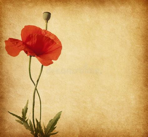 Rote Mohnblume Anzac Day Erinnerung Diy Papiers Erinnern Sich