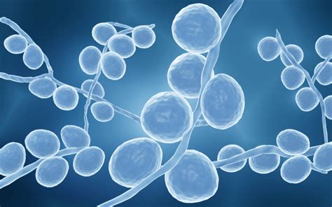 WHO publishes first list of fungal priority pathogens