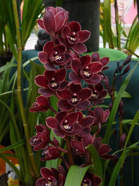 Pin De Jwa Em Orchids Em 2024 Flores Incomuns Flores Orquideas