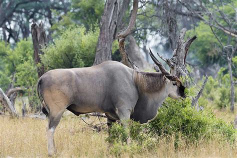 Trophy Common Eland Hunts In Africa Legacy Outdoors