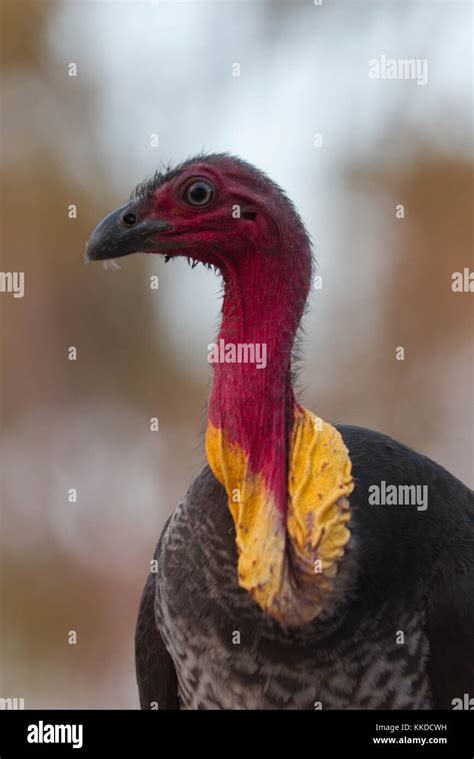 Australian Brush Turkey Male With Wattle Stock Photo Alamy