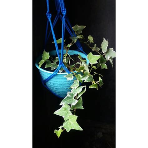 Jual Tanaman Hias Gantung English Ivy Variegata Shopee Indonesia