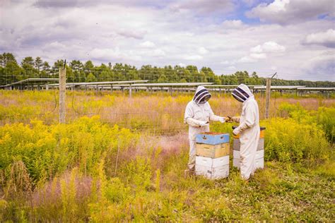 Pionero Proyecto Agrovoltaico Con Apicultura De Endesa En Sevilla Pv