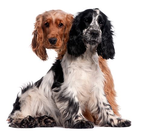 Cocker Spaniel Inglés Características Y Temperamento