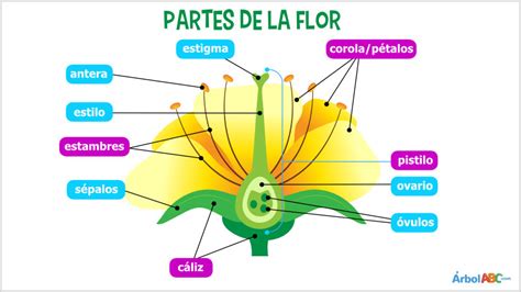 Ciencias Naturales Parte Ii ReproducciÓn Sexual En Plantas Con Flores