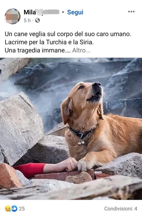 No La Foto Di Questo Cane Non Riguarda Il Terremoto In Turchia Open