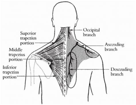 Transverse Cervical Artery Trapezius