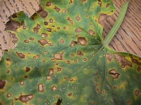 Alternaria Leaf Spot Barmac Pty Ltd