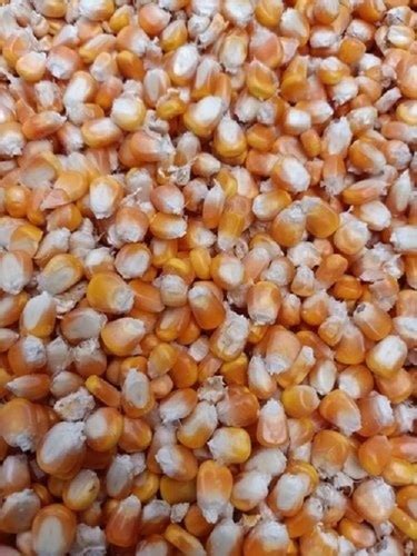 Natural Taste Healthy Yellow Maize Corn Kernels Super Food Rich In