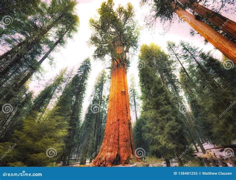 General Sherman Tree Parque Nacional De Sequoia Imagem De Stock