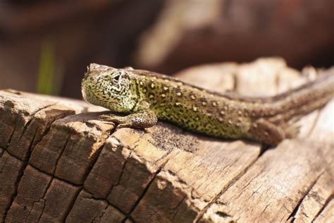 Free Images Nature Wildlife Garden Fauna Green Lizard Close Up