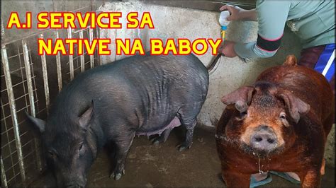 Artificial Insemination Sa Native Na Baboy I Paano Mag A I I Saan