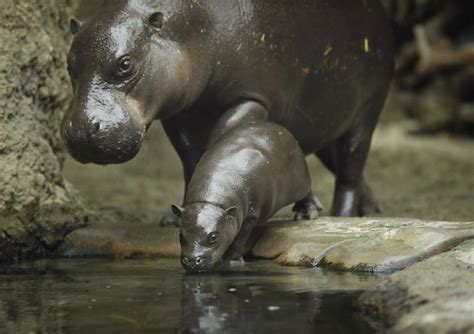 Baby pygmy hippo makes splashy debut at San Diego Zoo | Lifestyle ...