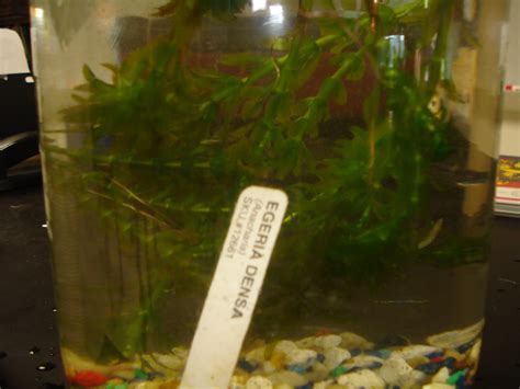 Особенности водорослей Элодеи, виды, уход, размножение для аквариумистов