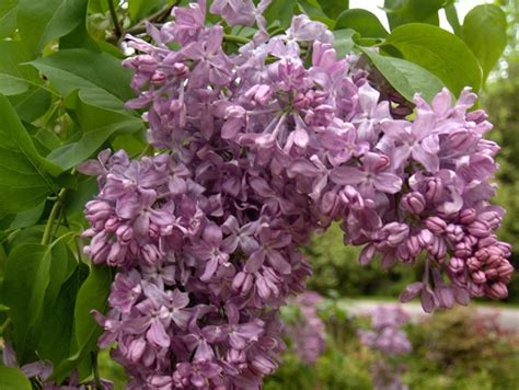 Lilac Bush Care In Spring How And When To Prune Lilacs Lilac Bushes