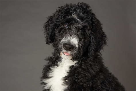 Bernedoodle Colors: Most Common, Most Expensive, And The Rarest