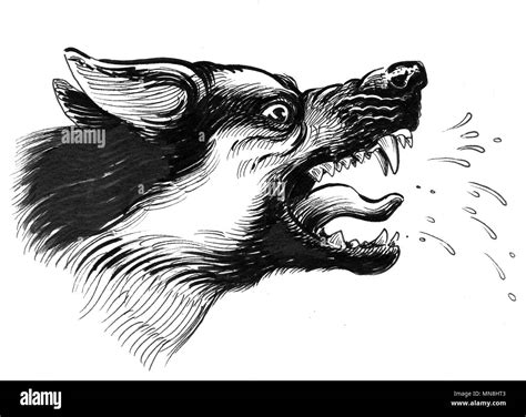 Mad dog. Ink black and white illustration Stock Photo - Alamy