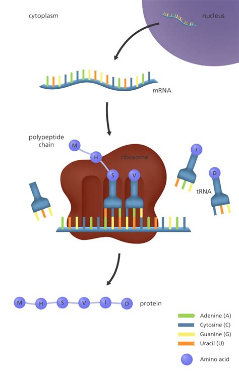 Gene Expression Diagram Regulation Eukaryotic Gene Transcrip