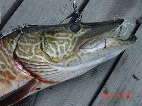 Musky Pictures Wallpaper - WallpaperSafari