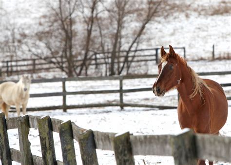 Getting through winter cold can be stressful for farm animals - Kentucky Farm Bureau