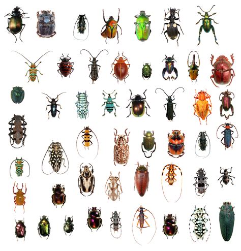 Kinds Of Beetles