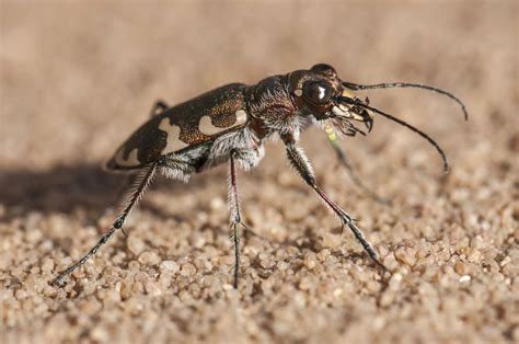 Tiger Beetles Beneficial Predators And Ecosystem Health